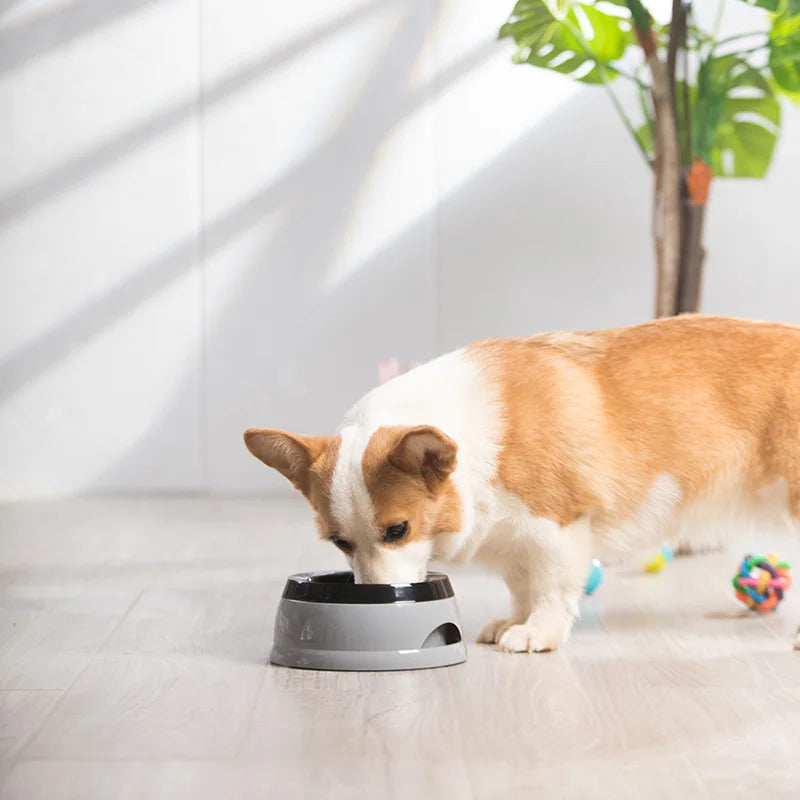 Morsvrije waterbak voor honden - foto 3